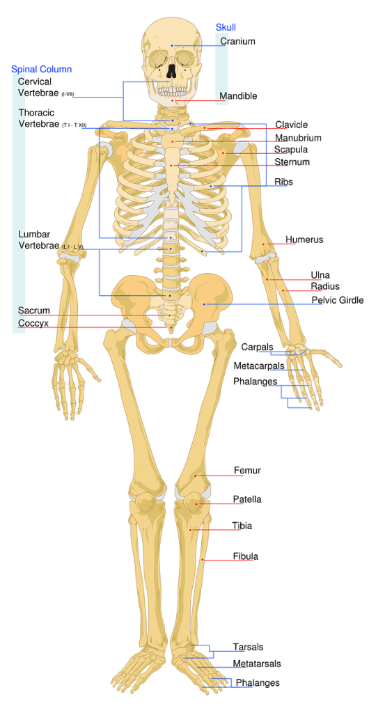Diagram of the human skeleton